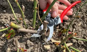 Gartenarbeit: Mit einer roten Gartenschere werden Rosen geschnitten, um neues Wachstum zu fördern.