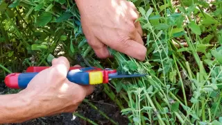 Hände schneiden mit einer Gartenschere üppige Katzenminze für die Katze.