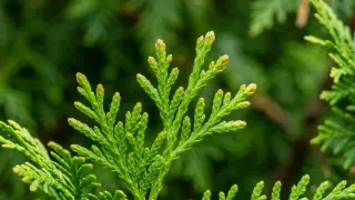 Grüne Zweige einer Thuja, die nicht giftig ist. Die feinen Nadeln sind dicht angeordnet und bilden eine filigrane Struktur.