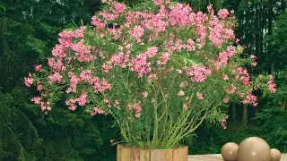 Ein üppiger Oleander mit rosa Blüten in einem Holzgefäß. Die Pflanze trotzt dem nahenden Oleander Frost und blüht prächtig vor einem dunklen Wald.