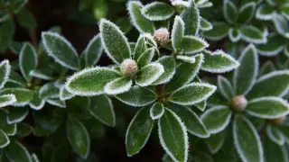 Eisiger Morgentau auf den Blättern winterharter Rhododendron-Sorten. Kleine Knospen sind bereits zu sehen.