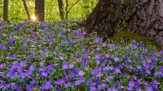 Ein Meer aus blauen Blüten bedeckt den Waldboden. Dieser **bodendecker schatten**-liebende Immergrün blüht üppig im sanften Licht des Waldes.