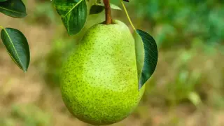 Grüne Birne am Ast, umgeben von Blättern. Kleine braune Punkte auf der Frucht könnten auf frühe Anzeichen von Birnbaum Krankheiten Bilder hindeuten.