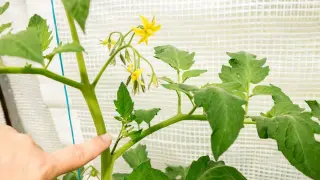 Finger zeigt auf Geiztrieb einer Tomatenpflanze, bereit zum Tomaten schneiden. Gelbe Blüten und grüne Blätter.
