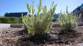 Junge Lavendelpflanzen wachsen in sonniger Lage auf Kiesbeet. Der ideale lavendel standort für mediterranes Flair.