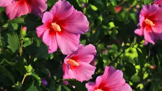 Mehrere rosafarbene Hibiskusblüten mit roten Zentren und grünen Blättern. Der Herbst ist eine gute Zeit für den Hibiskus schneiden.