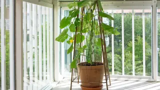 Gurken pflanzen in einem Topf auf einem sonnigen Balkon. Die Pflanze rankt an einem Metallgestell empor und trägt bereits kleine Früchte und gelbe Blüten.