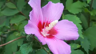 Eine zarte rosa Hibiskusblüte mit roten Akzenten. Ihre Vermehrung ist verboten, um ihre Einzigartigkeit zu bewahren.