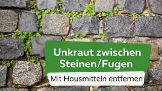 Unkraut zwischen Steinen/Fugen mit Hausmitteln entfernen. Grüne Pflänzchen wachsen zwischen grauen Pflastersteinen.