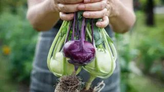Hände halten frisch geerntete Kohlrabi-Pflanzen mit Wurzeln und lila und grünen Knollen.