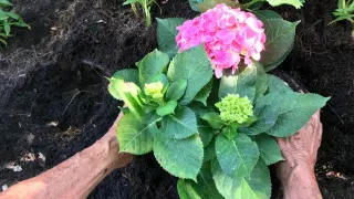 Hände pflanzen eine rosa Hortensie in dunkle Erde. Der richtige Abstand beim Hortensien pflanzen ist wichtig für ihr Wachstum.