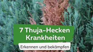 Grüne und braune Thuja-Zweige, die auf sieben Thuja-Hecken-Krankheiten hinweisen. Erkennen und bekämpfen Sie diese Probleme, um Ihre Pflanzen zu retten.