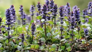 Ein Teppich aus blauen Blüten, der sich im Sonnenlicht ausbreitet. Dieser bodendecker sonne ist ein Blickfang im Garten.