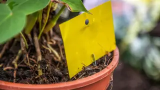 Gelbes Klebebrett im Topf, um fliegen in Erde zu fangen.