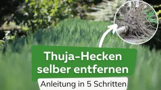 Thuja-Hecken selbst entfernen: Anleitung mit Wurzelwerk. So gelingt das Entfernen der Hecke kostengünstig.