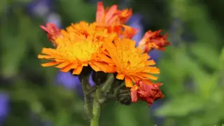 Ein Strauß leuchtend orangerotes Habichtskraut blüht vor einem verschwommenen Hintergrund aus grünen Blättern und lila Blüten.