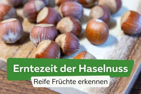 Reife Haselnüsse liegen auf einem Holzbrett. Die Erntezeit der Haselnuss ist gekommen, und die Früchte sind bereit zum Schneiden.