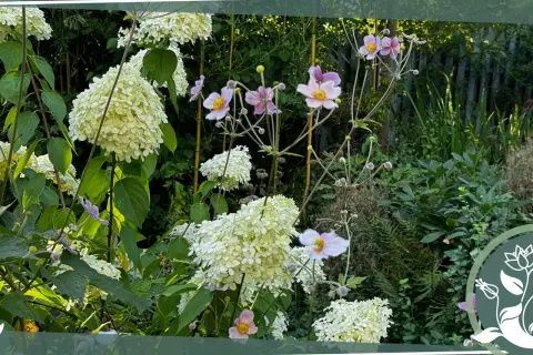 Rispenhortensie im Garten, ein schöner Standort für diese blühenden Schönheiten. Zarte rosa Blüten und cremige Rispen harmonieren im Sonnenlicht.
