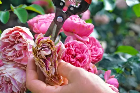 Eine Hand schneidet mit einer Gartenschere verwelkte Blüten von buschrosen.