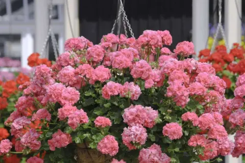 Üppige rosa Geranien in einer Hängeampel, die auf gute Geranien Pflege hinweisen. Im Hintergrund rote und gelbe Blumen.