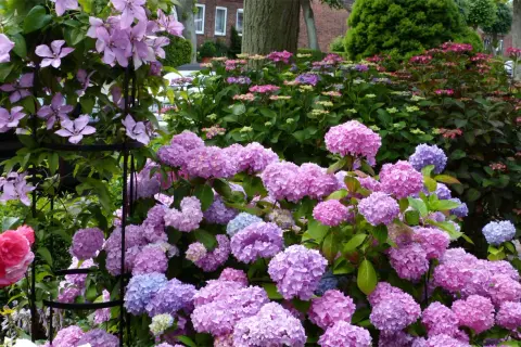 Ein Blütenmeer aus rosa und blauen Hortensien, dazu zarte lila Clematis. Was passt zu Hortensien? Diese Kombination ist perfekt!