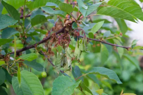 Welke kirschbaum krankheiten zeigen diese welken Blätter? Ein junger Kirschbaum kämpft gegen unbekannte Krankheiten.