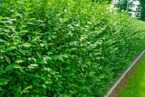 Dichte, grüne Hecke mit kleinen Blättern. Eine gute Wahl, welche Hecke ist nicht giftig und bietet Sichtschutz.