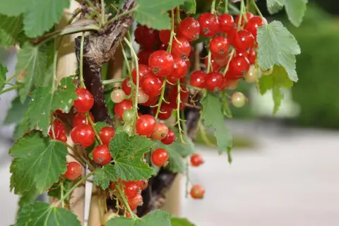 Reife rote Johannisbeeren hängen an einem Strauch. Die kleinen, glänzenden Beeren sind bereit zur Ernte.