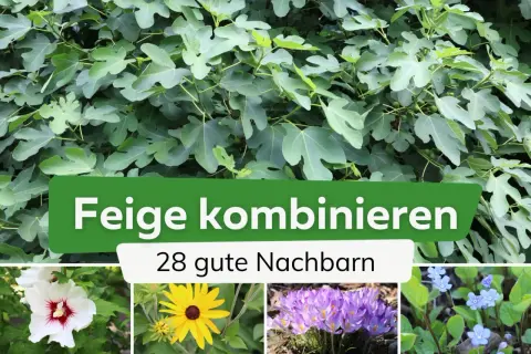 Ein Feigenbaum mit vielen Blättern und kleinen Früchten. Darunter: eine weiße Hibiskusblüte, eine gelbe Sonnenhutblume, lila Krokusse und blaue Vergissmeinnicht. Der Text lautet: "Feige kombinieren - 28 gute Nachbarn".
