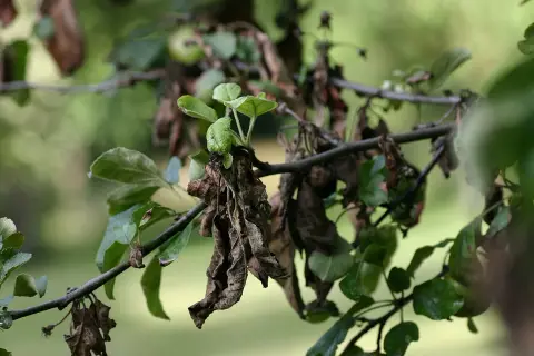 Verwelkte Blätter und junge Triebe an einem Ast zeigen typische apfelbaum-krankheiten bilder.