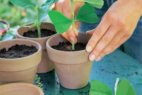 Hände pflanzen einen Steckling in einen Topf, um Sommerflieder zu vermehren.