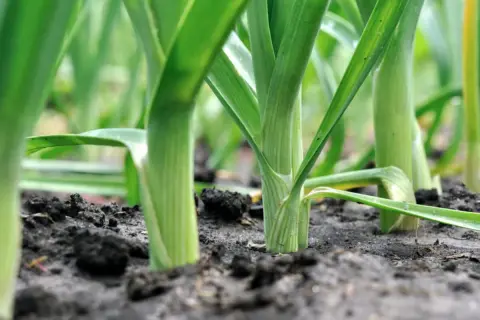 Grüne, aufrecht wachsende porree pflanzen im dunklen Erdreich. Die Blätter sind frisch und zeigen feine Rillen.