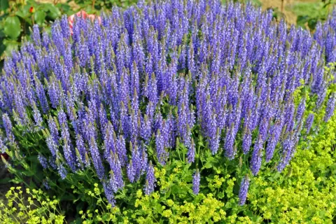 Ein üppiger **Steppen-Salbei** blüht in leuchtendem Lila neben gelben Blüten.