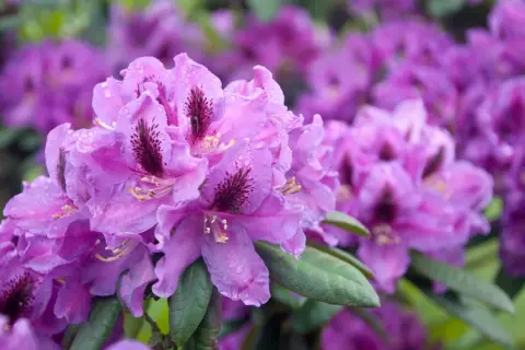 Nahaufnahme von violetten Rhododendronblüten mit Wassertropfen. Diese winterharte Sorte blüht üppig.