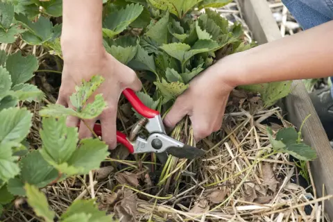 Hände mit einer Gartenschere schneiden Erdbeerpflanzen.