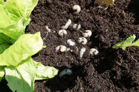 Engerlinge im Hochbeet: Mehrere weiße, gekrümmte Larven im dunklen Erdreich neben Salatblättern.