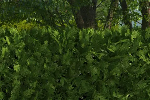 Dichte, grüne Thuja-Hecke mit robusten Stauden im Hintergrund. Dahinter ragen Bäume mit Blättern und Stämmen auf.