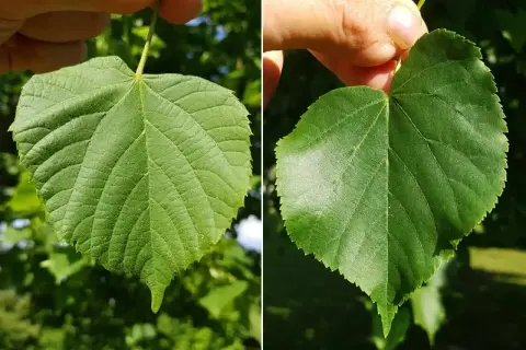 Zwei grüne Lindenblätter, die von Fingern gehalten werden. Die Blätter zeigen die charakteristische Form und Aderung, die typisch für die linde frucht sind.