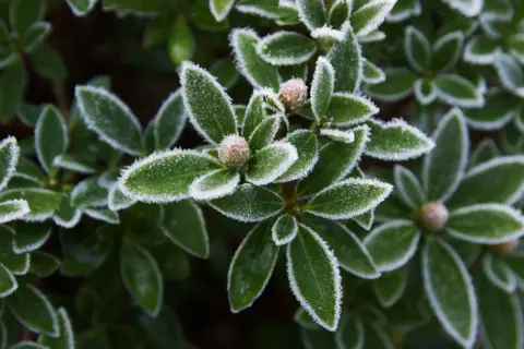 Grüne Blätter mit Raureif bedeckt, zeigen, dass dieser Rhododendron winterhart ist. Kleine Knospen sind sichtbar.