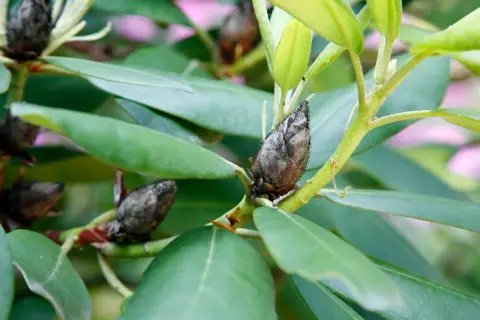 Braune, schimmelige Knospen an einem Rhododendron deuten auf Rhododendron-Krankheiten hin.
