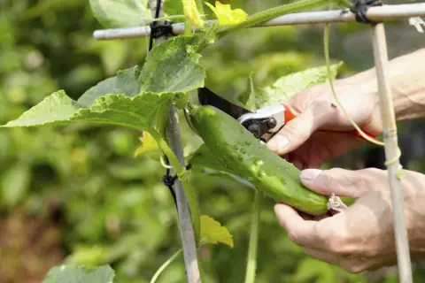 Hände ernten eine reife Gurke (Cucumis sativus) mit einer Gartenschere. Gelbe Blüten und grüne Blätter sind zu sehen.