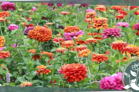 Ein bunter Teppich aus Zinnien in verschiedenen Rottönen, Orange und Pink. Der ideale zinnien standort für diese leuchtenden Sommerblumen.