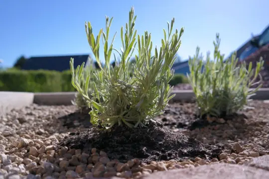 Junge Lavendelpflanzen wachsen in sonniger Lage auf Kiesbeet. Der ideale lavendel standort für mediterranes Flair.