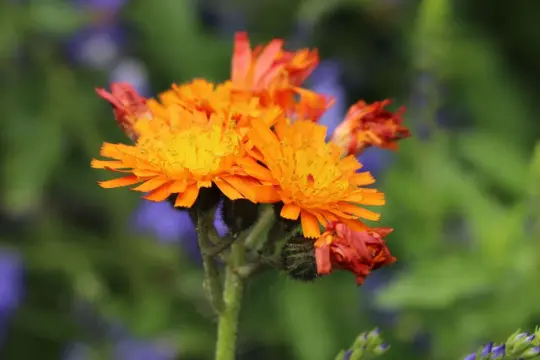 Ein Strauß leuchtend orangerotes Habichtskraut blüht vor einem verschwommenen Hintergrund aus grünen Blättern und lila Blüten.