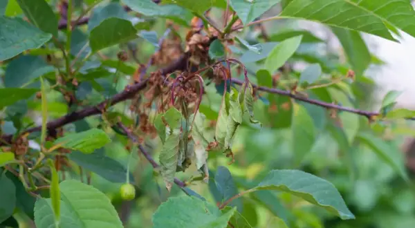 Welke kirschbaum krankheiten zeigen diese welken Blätter? Ein junger Kirschbaum kämpft gegen unbekannte Krankheiten.