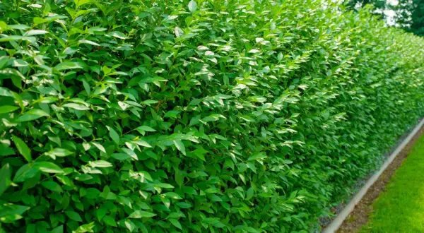 Dichte, grüne Hecke mit kleinen Blättern. Eine gute Wahl, welche Hecke ist nicht giftig und bietet Sichtschutz.