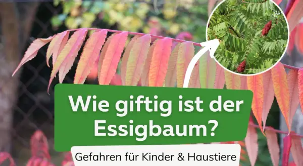 Bunte Blätter des Essigbaums, mit einem Kreis, der zeigt, wie giftig er ist. Warnung für Kinder & Haustiere.