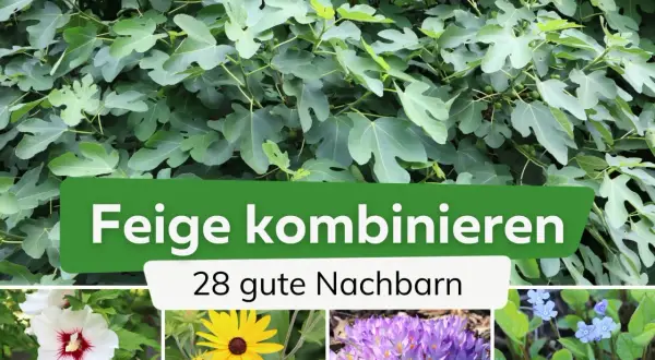Ein Feigenbaum mit vielen Blättern und kleinen Früchten. Darunter: eine weiße Hibiskusblüte, eine gelbe Sonnenhutblume, lila Krokusse und blaue Vergissmeinnicht. Der Text lautet: "Feige kombinieren - 28 gute Nachbarn".