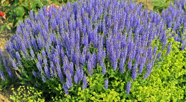 Ein üppiger **Steppen-Salbei** blüht in leuchtendem Lila neben gelben Blüten.