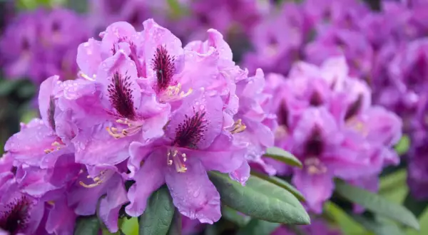 Nahaufnahme von violetten Rhododendronblüten mit Wassertropfen. Diese winterharte Sorte blüht üppig.